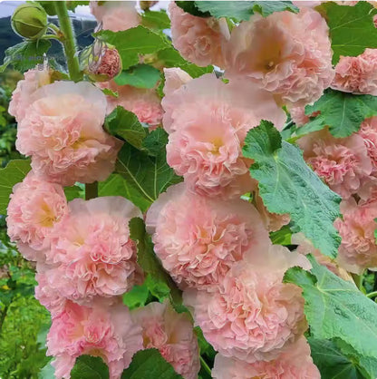 NatureGlow – Roses trémières faciles à cultiver，Semis automne-hiver. Floraisons vivaces. Un aménagement paysager époustouflant.