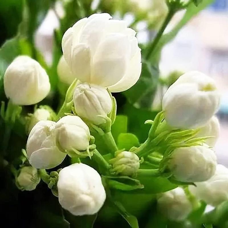 Jasmix Bloom – Les 100 graines de jasmin grimpant au parfum envoûtant