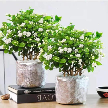 Jasmix Bloom – Les 100 graines de jasmin grimpant au parfum envoûtant