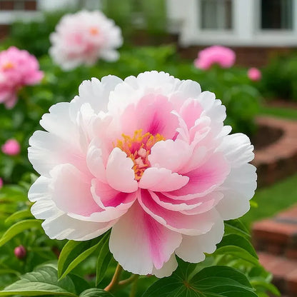 PeonyBloom – Les pivoines doubles rares à floraison spectaculaire