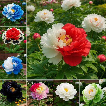 PeonyBloom – Les pivoines doubles rares à floraison spectaculaire