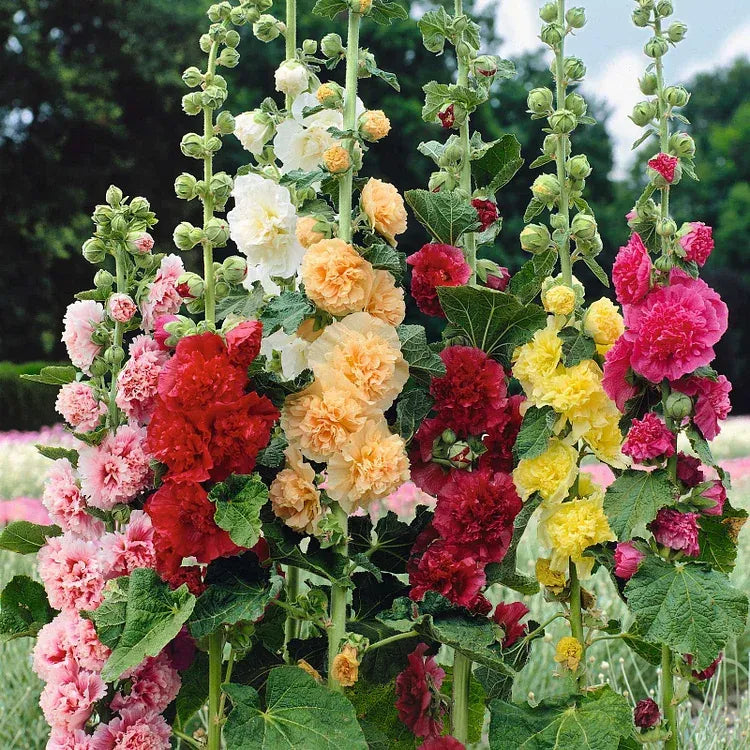 NatureGlow – Roses trémières faciles à cultiver，Semis automne-hiver. Floraisons vivaces. Un aménagement paysager époustouflant.