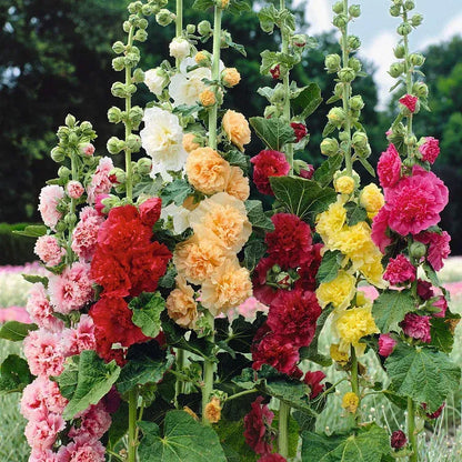 NatureGlow – Roses trémières faciles à cultiver，Semis automne-hiver. Floraisons vivaces. Un aménagement paysager époustouflant.