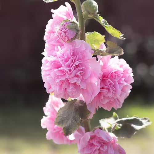 NatureGlow – Roses trémières faciles à cultiver，Semis automne-hiver. Floraisons vivaces. Un aménagement paysager époustouflant.