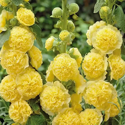 NatureGlow – Roses trémières faciles à cultiver，Semis automne-hiver. Floraisons vivaces. Un aménagement paysager époustouflant.