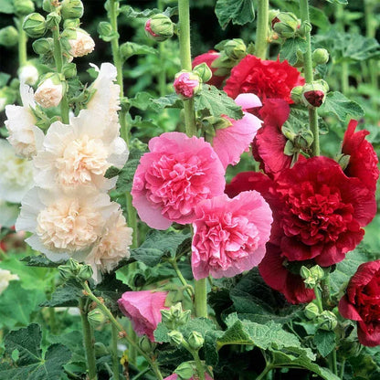 NatureGlow – Roses trémières faciles à cultiver，Semis automne-hiver. Floraisons vivaces. Un aménagement paysager époustouflant.