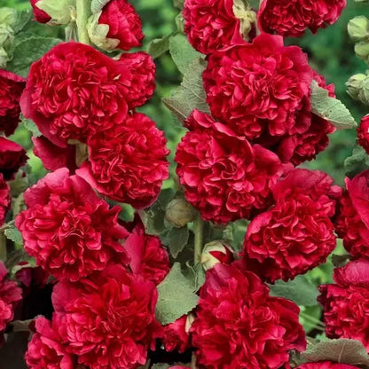 NatureGlow – Roses trémières faciles à cultiver，Semis automne-hiver. Floraisons vivaces. Un aménagement paysager époustouflant.