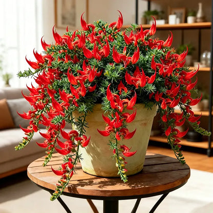 ParrotBloom – Les bulbes de fleurs uniques en bec de perroquet （100 graines）