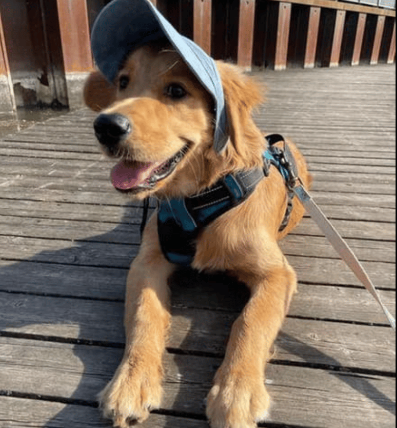 Chapeau pour Chien - Style & Confort Inégalés