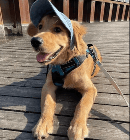 Chapeau pour Chien - Style & Confort Inégalés