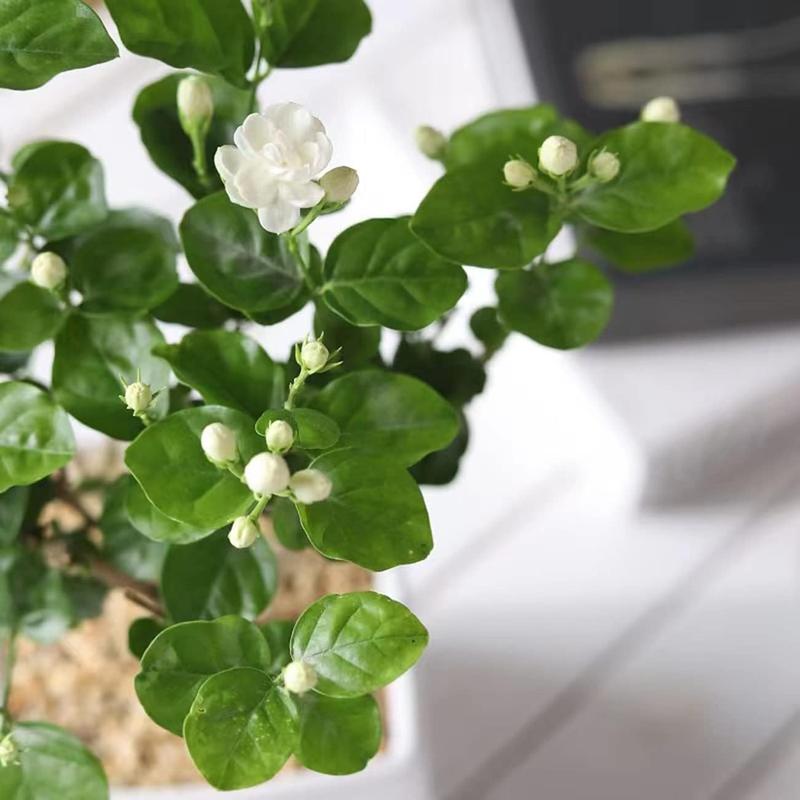 Jasmix Bloom – Les 100 graines de jasmin grimpant au parfum envoûtant