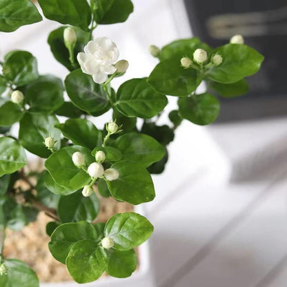 Jasmix Bloom – Les 100 graines de jasmin grimpant au parfum envoûtant