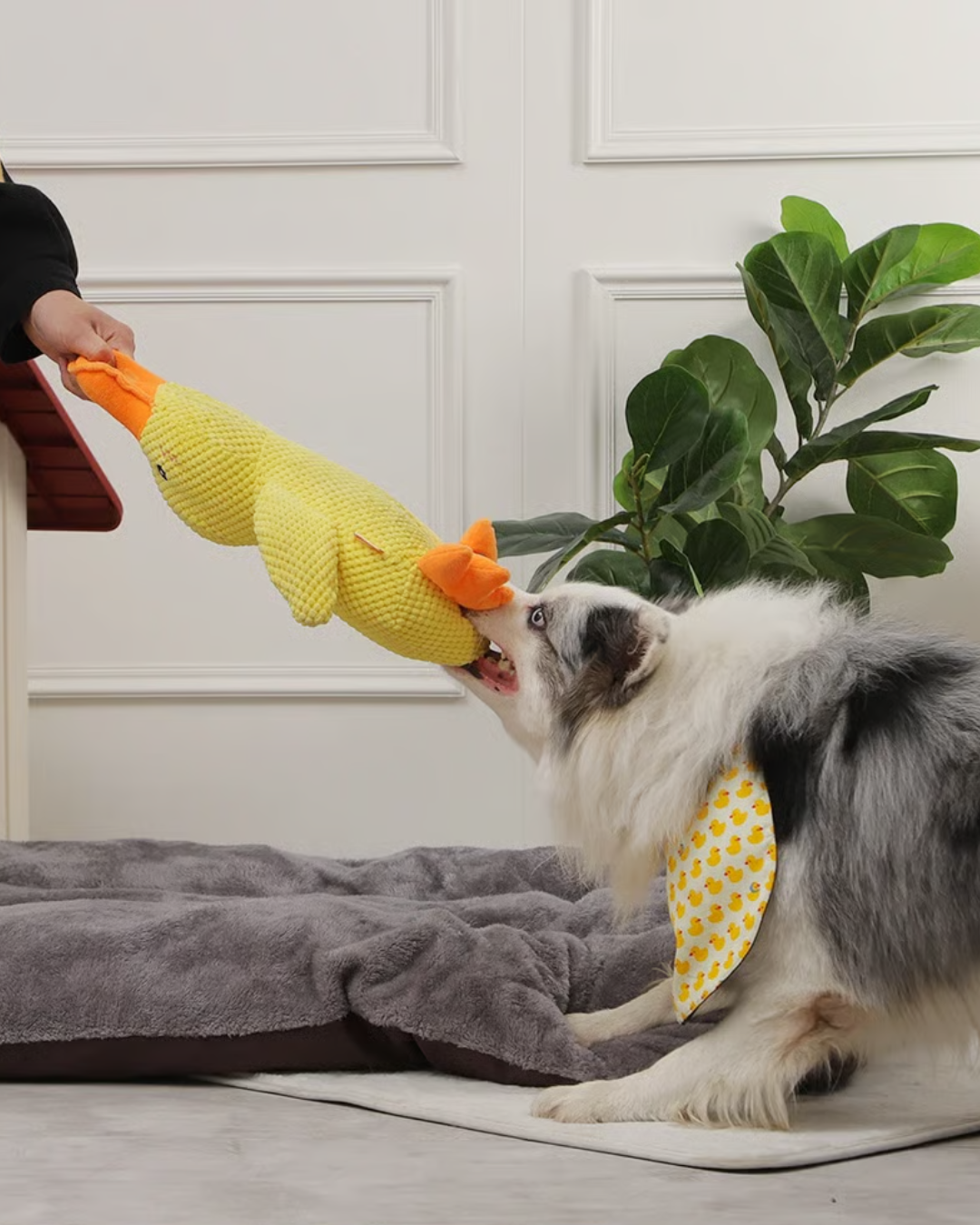 DuraCouic – Le compagnon increvable des chiens actifs