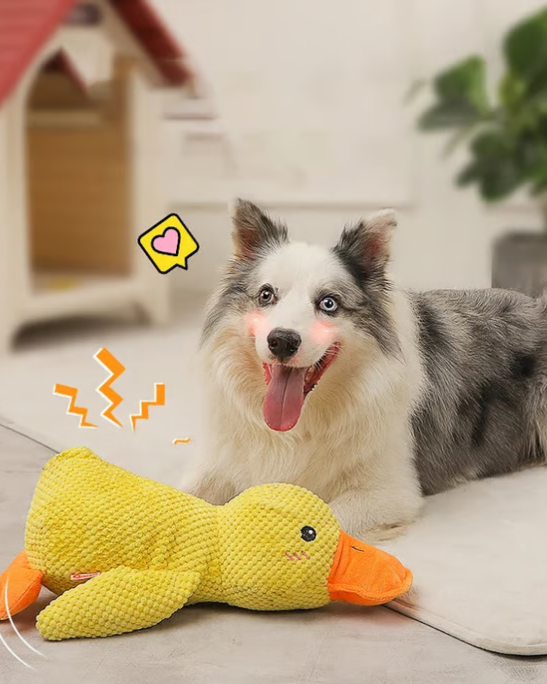 DuraCouic – Le compagnon increvable des chiens actifs