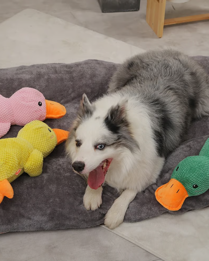 DuraCouic – Le compagnon increvable des chiens actifs