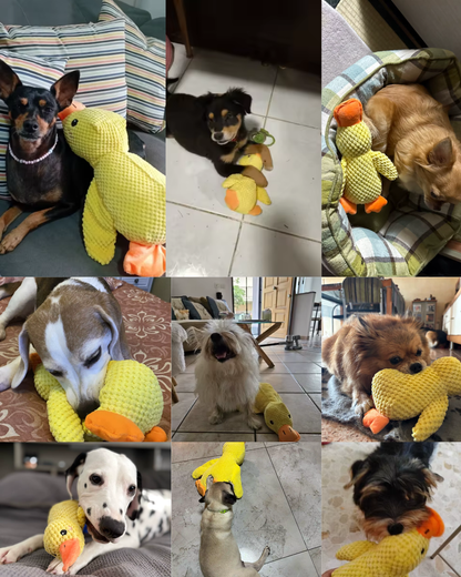 DuraCouic – Le compagnon increvable des chiens actifs