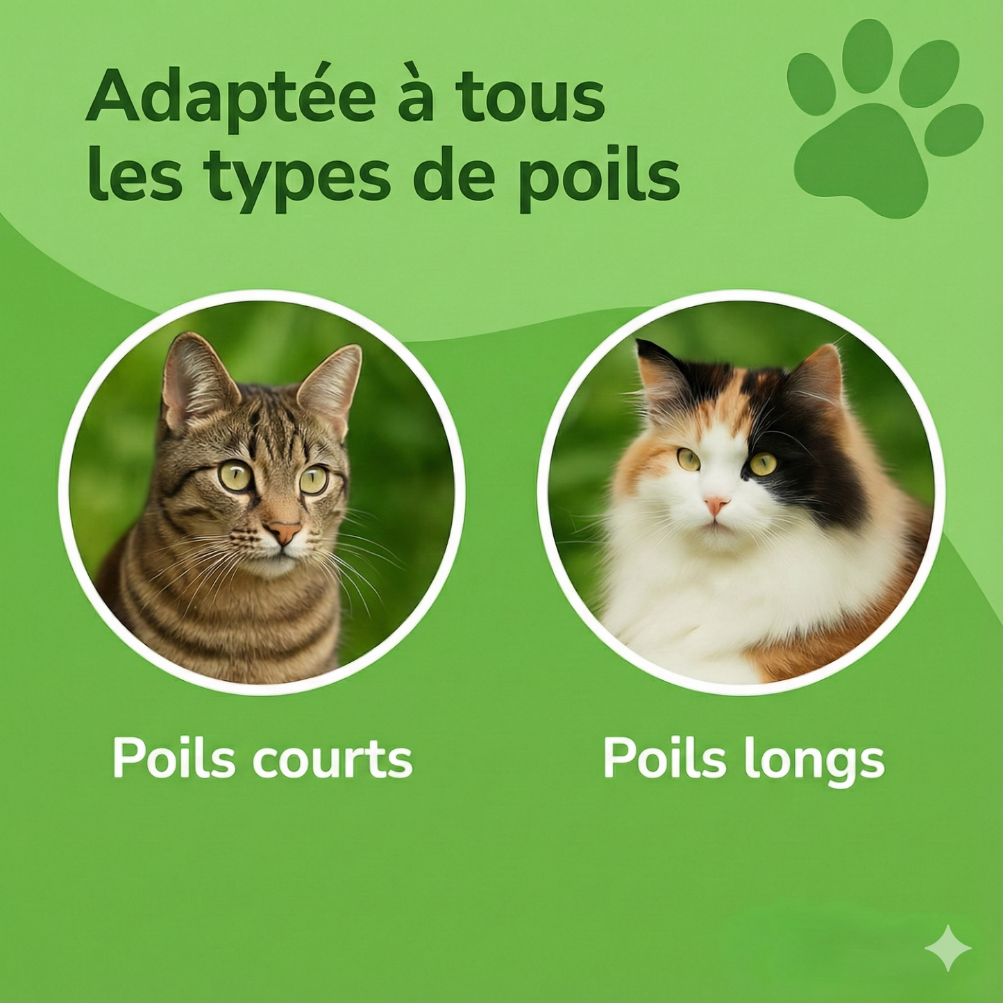 FelinLisse™ – Le brossage anti-mue, zéro irritation