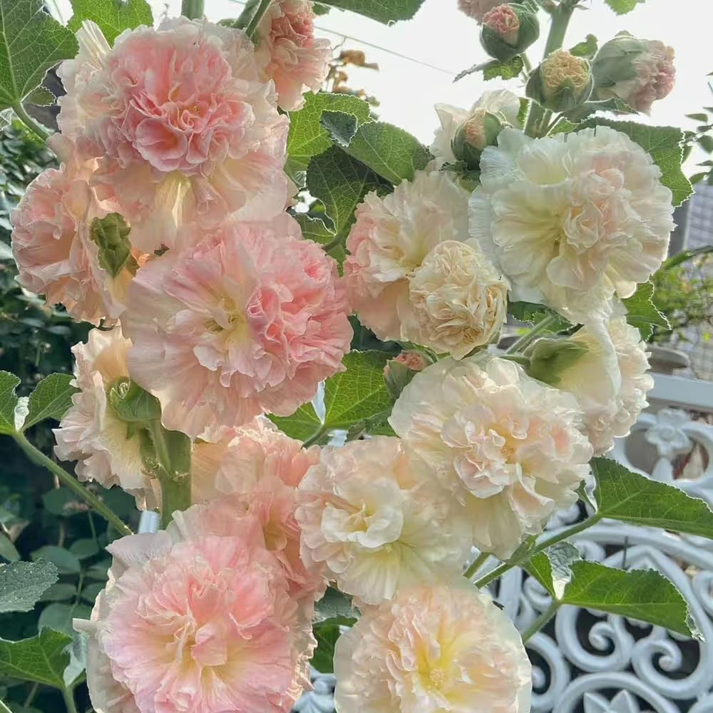 NatureGlow – Roses trémières faciles à cultiver，Semis automne-hiver. Floraisons vivaces. Un aménagement paysager époustouflant.