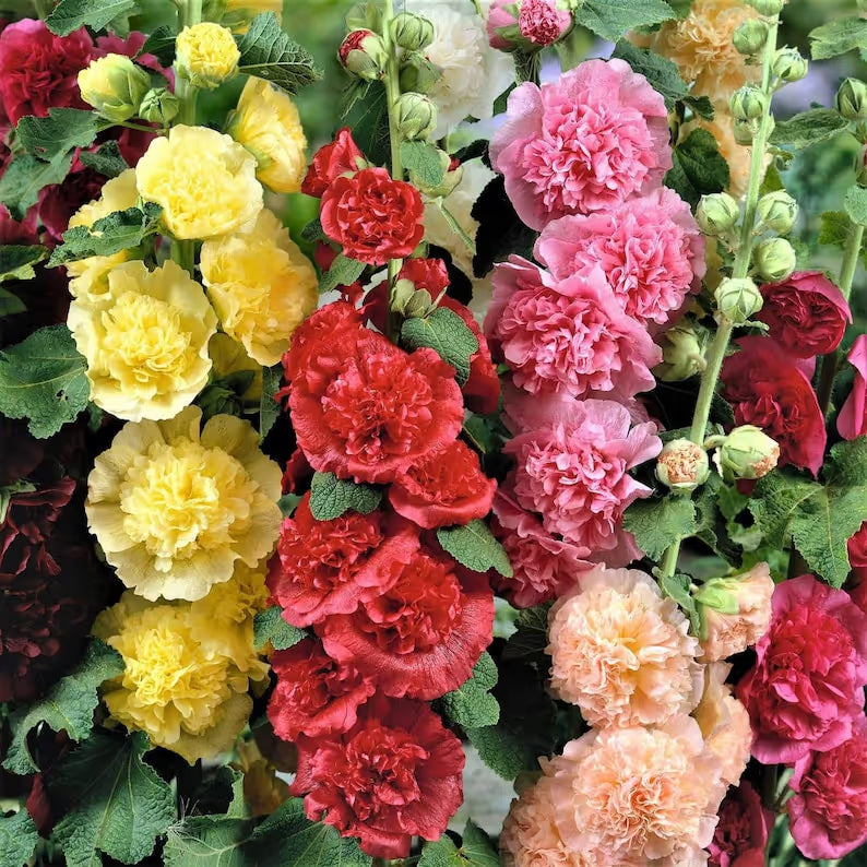 NatureGlow – Roses trémières faciles à cultiver，Semis automne-hiver. Floraisons vivaces. Un aménagement paysager époustouflant.