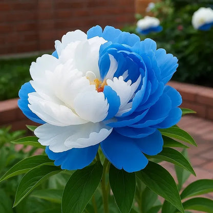 PeonyBloom – Les pivoines doubles rares à floraison spectaculaire