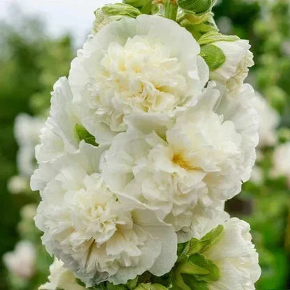 NatureGlow – Roses trémières faciles à cultiver，Semis automne-hiver. Floraisons vivaces. Un aménagement paysager époustouflant.