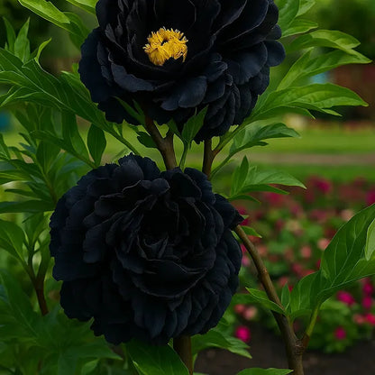 PeonyBloom – Les pivoines doubles rares à floraison spectaculaire