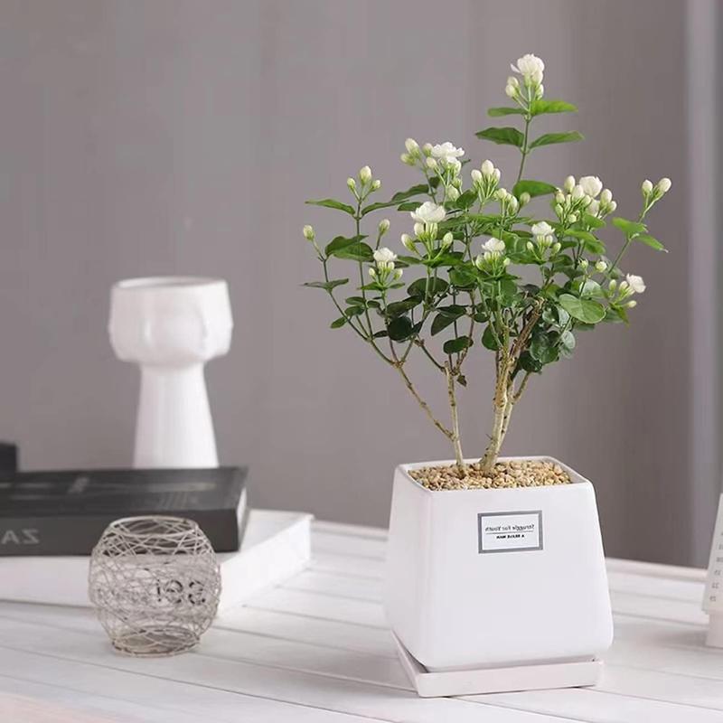 Jasmix Bloom – Les 100 graines de jasmin grimpant au parfum envoûtant