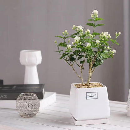 Jasmix Bloom – Les 100 graines de jasmin grimpant au parfum envoûtant