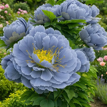 PeonyBloom – Les pivoines doubles rares à floraison spectaculaire