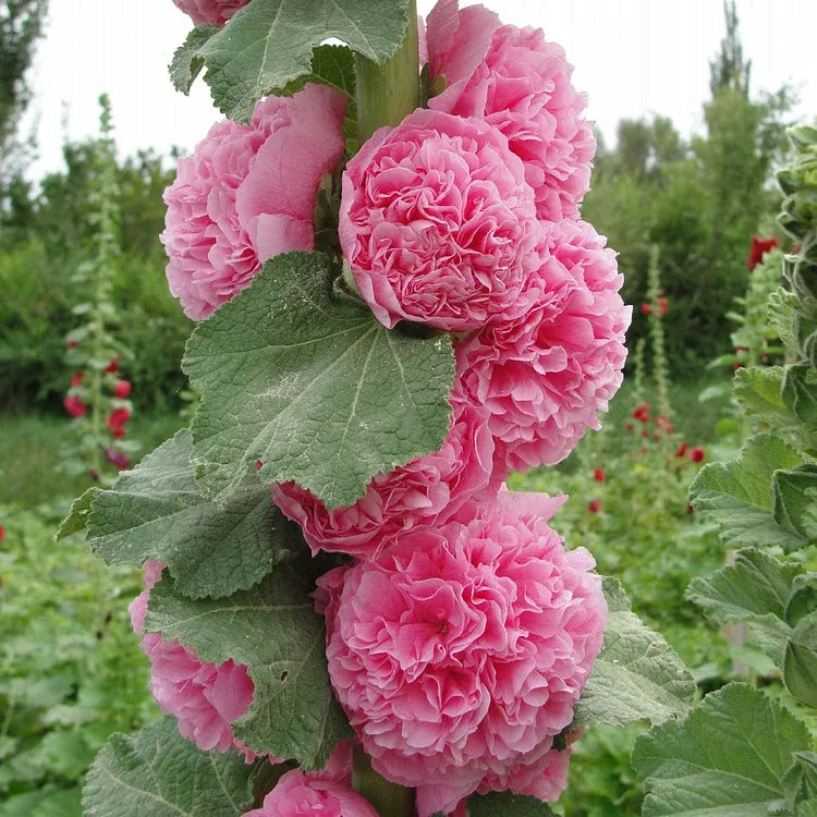 NatureGlow – Roses trémières faciles à cultiver，Semis automne-hiver. Floraisons vivaces. Un aménagement paysager époustouflant.