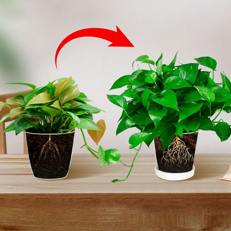 FloraBoost – Formule tout-usage pour des plantes épanouies