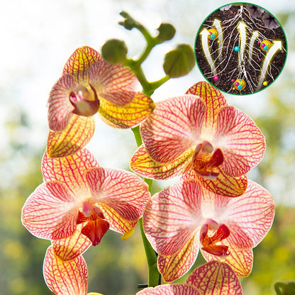 FloraBoost – Formule tout-usage pour des plantes épanouies